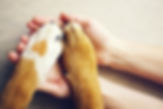Dog paws with a spot in the form of hear