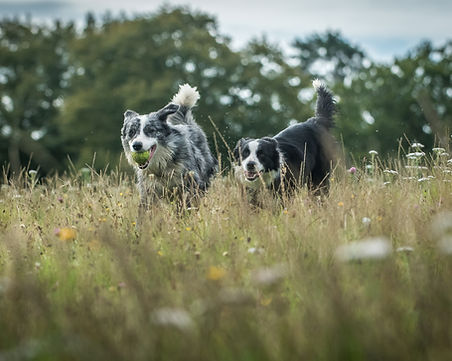 Picture of two dogs enjoying the new forest national park just outside our dog friendly bed and breakfast