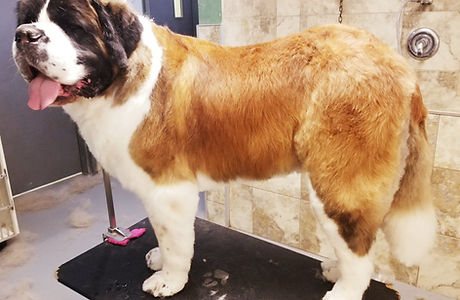 full groom Saint Bernard, giant breed