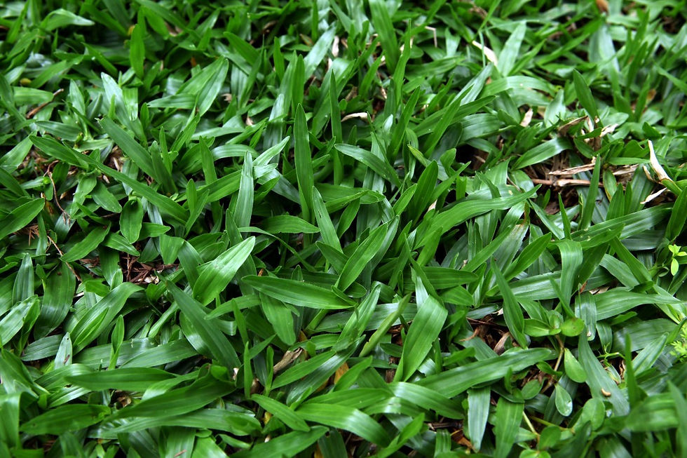 Thumbnail: Cow Grass