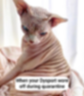 dysport cat (2).png