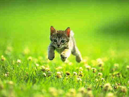 2022 Tips from a Kitten