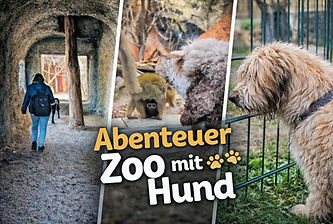Abenteuer Zoo mit Hund