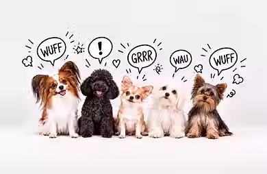 Webinar kleine Hunde.avif