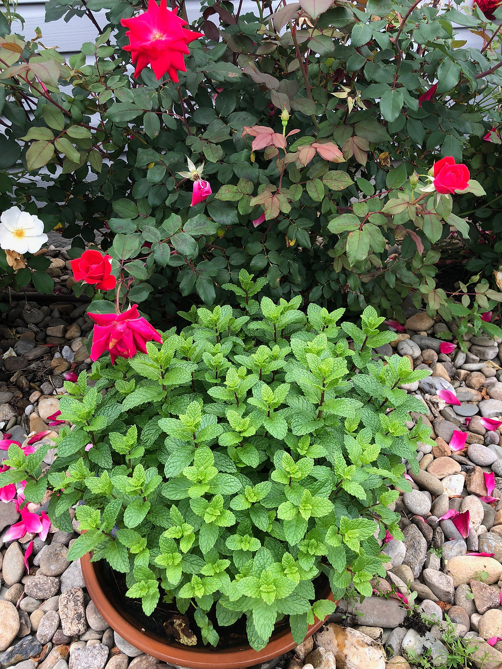 How to grow mint