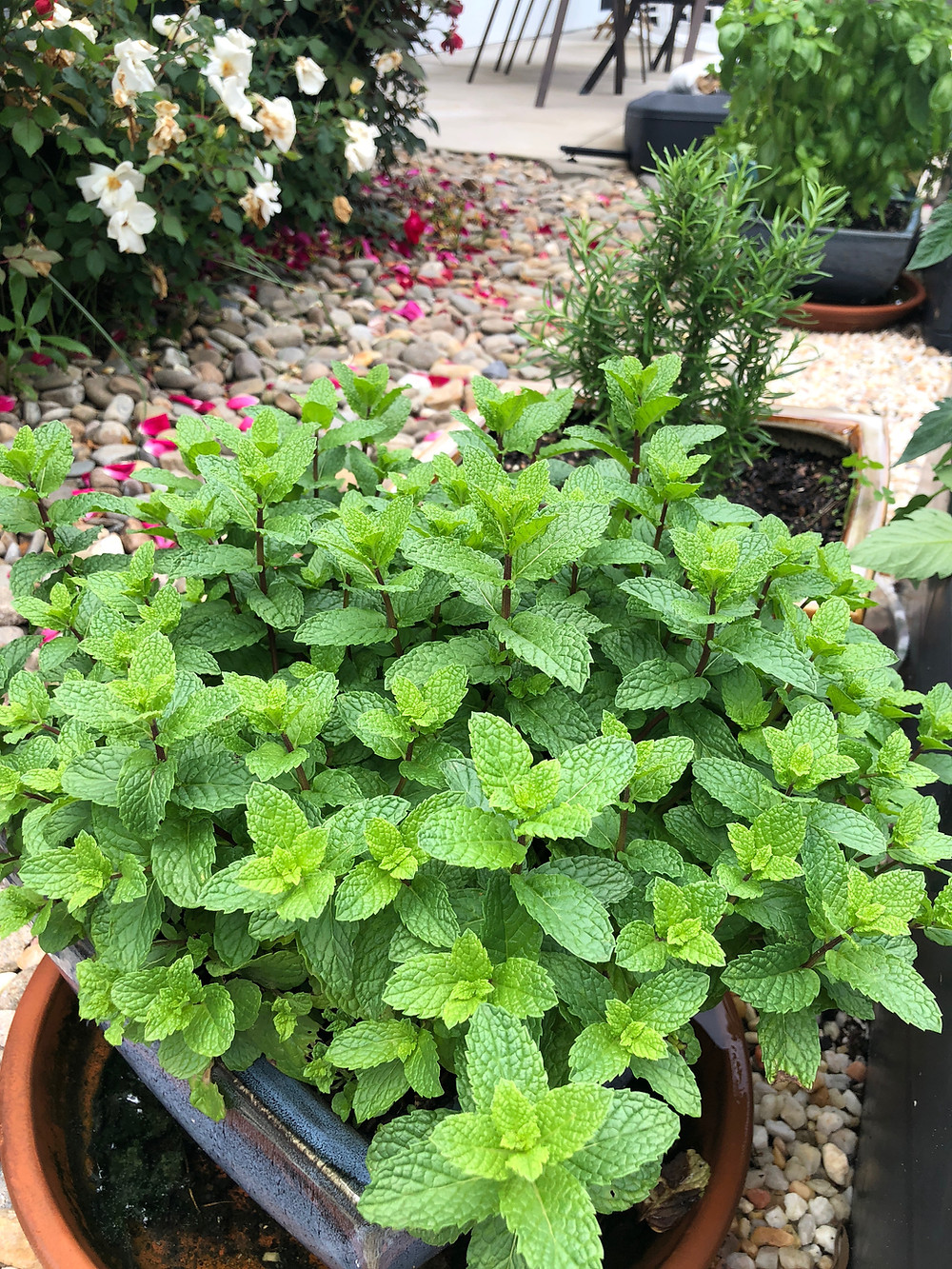 Fresh grown Mint (with Rosemary and Basil)