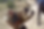 In this image from video posted on a Wagner Group-affiliated Telegram channel in July 2024, a man in a Burkina Faso armed forces uniform uses a machete to cut up a dead body lying on the ground. (AP Photo)