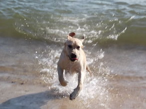 Labrador Puppy Training: How Barney Went from Chaos to the Perfect Family Dog