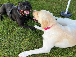 Reactive Dog Training: Why More Socialisation Is Not Always The Answer