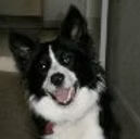 Bella's Journey: From Nervous New Owners to a Confident Off-Lead Dog