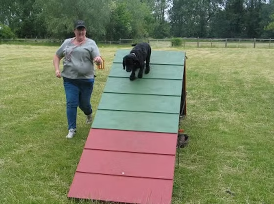 Poppy the Sprocker Spaniel: Turning Walks from Stressful to Enjoyable