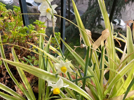 Winter blooms