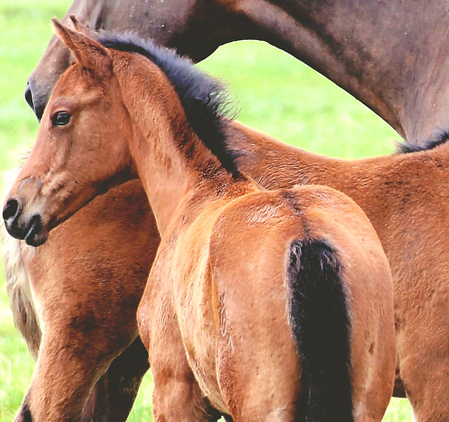 Foals in Pasture