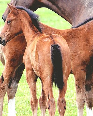 Training of Foals
