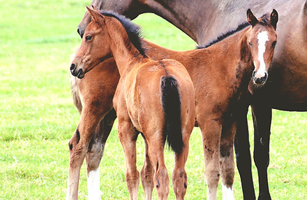 Ausbildung von Foals