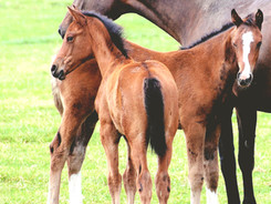 Training of Foals