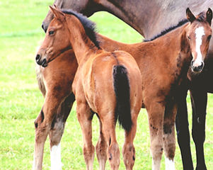 Training of Foals