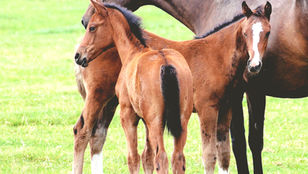 Haras e cavalos após o falecimento: o que acontece com o cavalo após a morte do dono