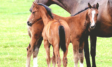 Training of Foals