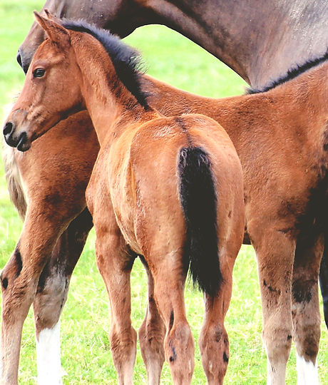 Ausbildung von Foals