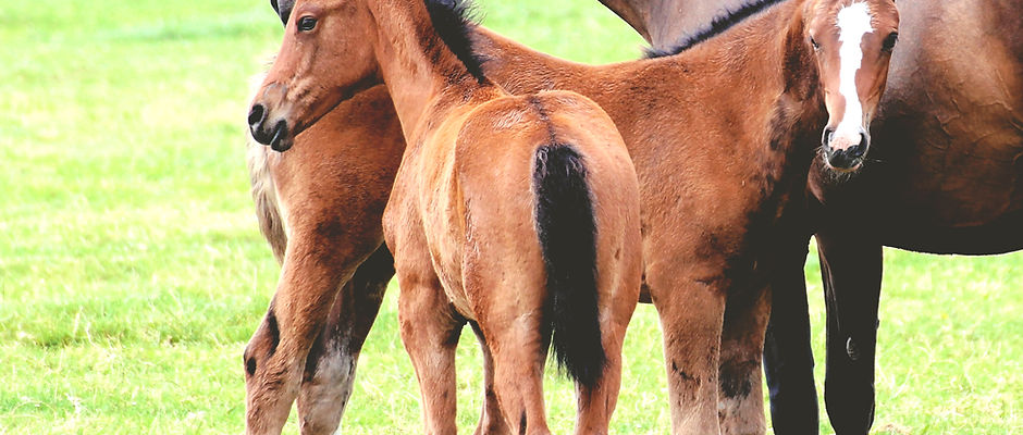 Training of Foals