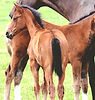 Training of Foals