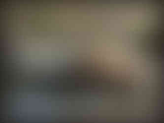 journeys & scorpions | travelblog | Sri Lanka | Boatride Chilaw | Gin oya River | Pigs