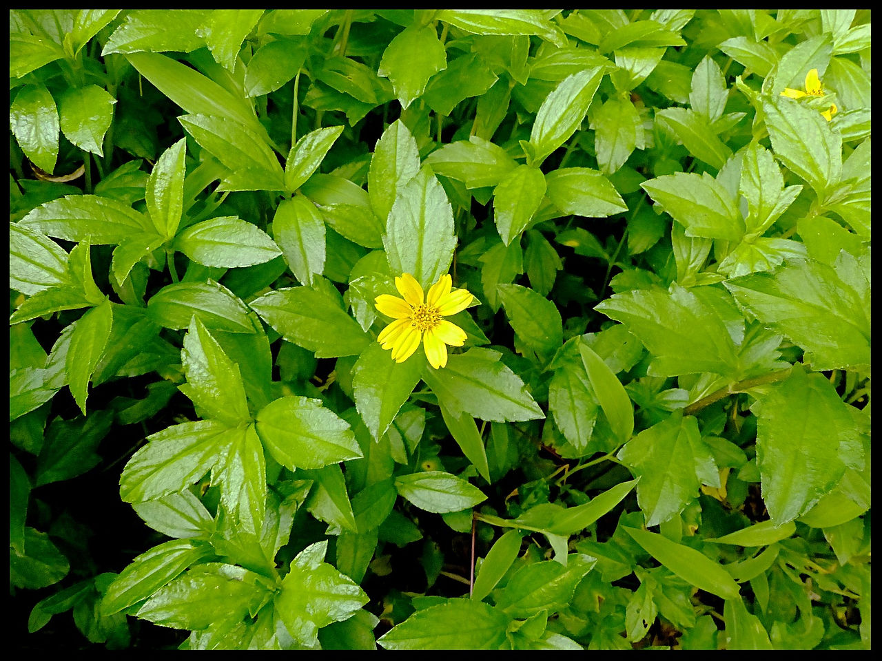 journeys & scorpions | travelblog | Sri Lanka | Hiyare | Sphagneticola trilobata | Singapore Daisy