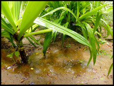 journeys & scorpions | travelblog | Sri Lanka | Hotel Ranweli | Waikkal | Hibiscus