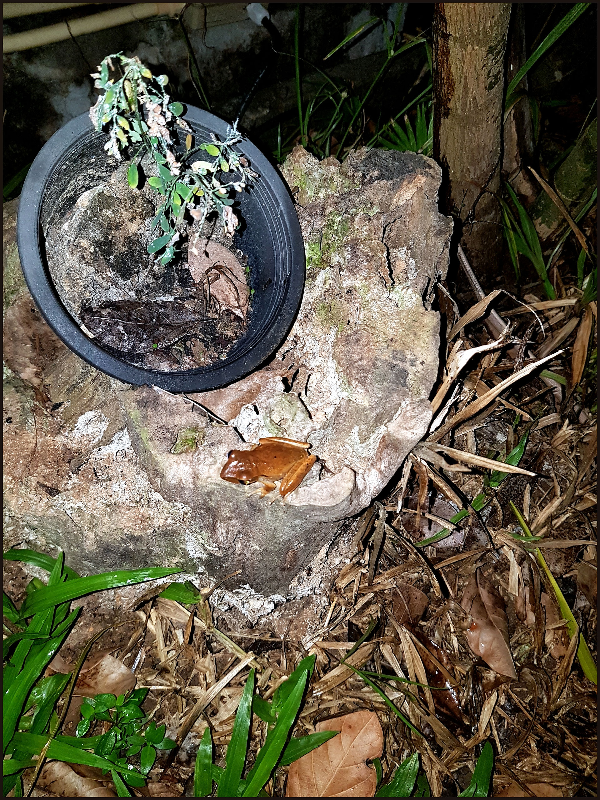 journeys & scorpions | travelblog | Thailand Phuket | Inter House | Frog Thailand | Polypedates megacephalus