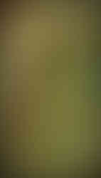 journeys and scorpions travelblog | Vietnam-Cuc Phuong National Park, 1000 year old Tree, Terminalia myriocarpak, Aphid, Aphididae