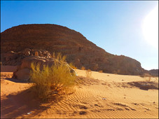journeys and scorpions travelblog | Jordan, Wadi Rum, Orthochirus sp. and Leiurus hebraeus, Habitat