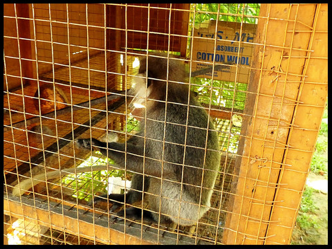 journeys & scorpions | travelblog | Sri Lanka | Ajurvedagarden | Galle-Unawatuna | Macaca sinica