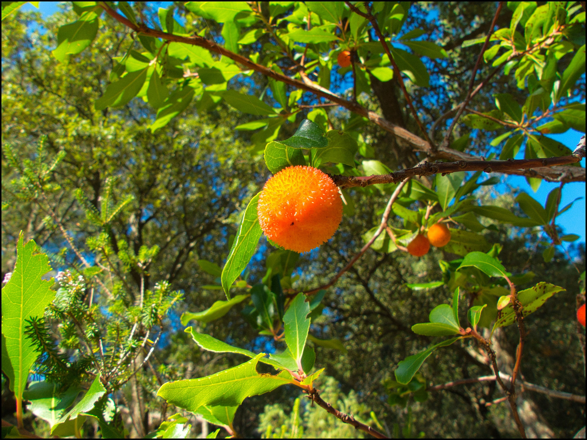 journeys and scorpions travelblog | Spain Mallorca 2017 | Tramuntana Mountains | Arbutus unedo-Strawberry tree