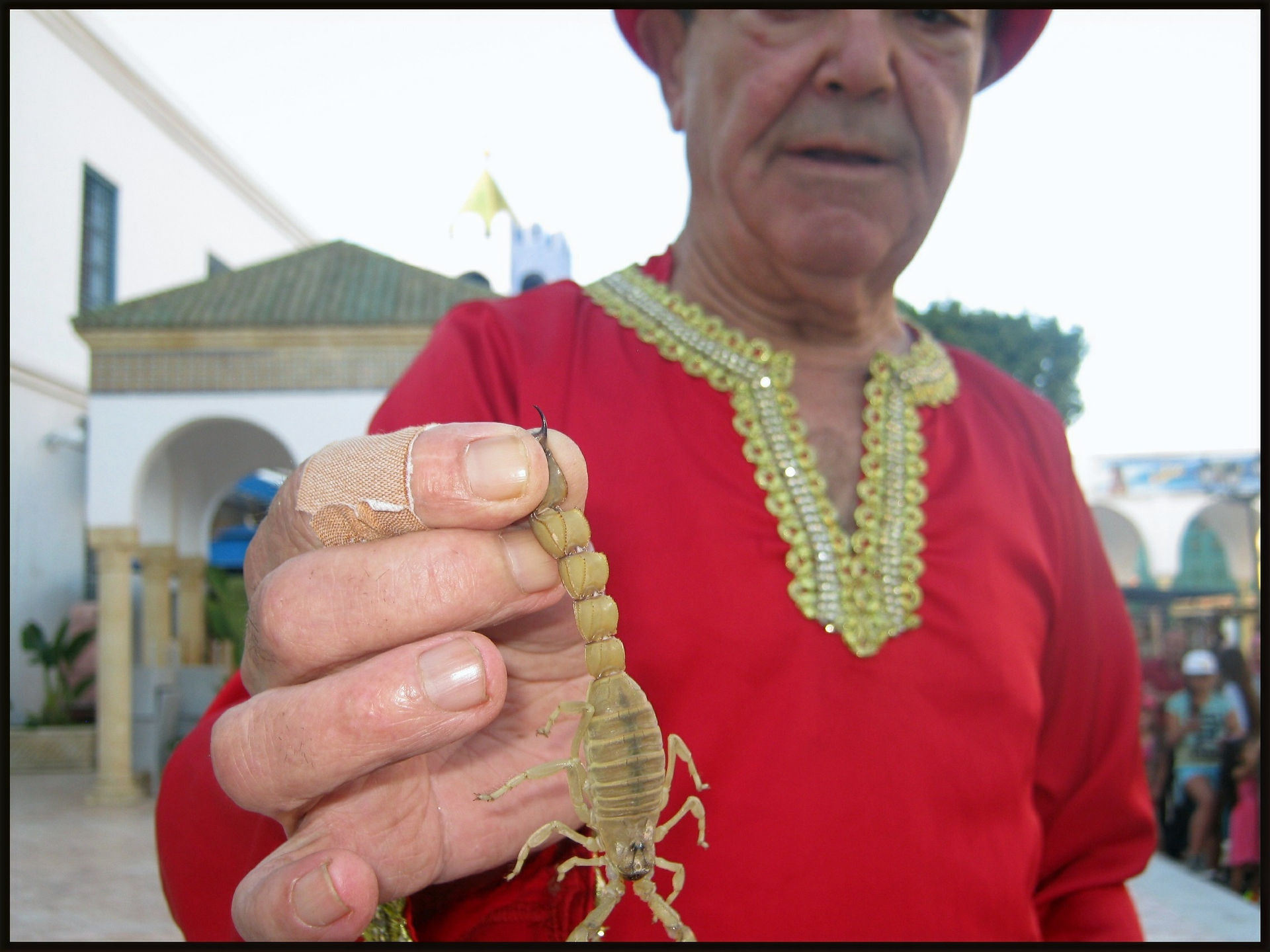 journeys & scorpions | travelblog | Tunisia | Yasmine Hammamet | Androctonus australis | Venom animal show