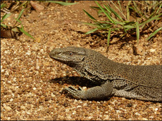journeys & scorpions | travelblog | Sri Lanka | Wilpattu National Parc | Varanus sp.