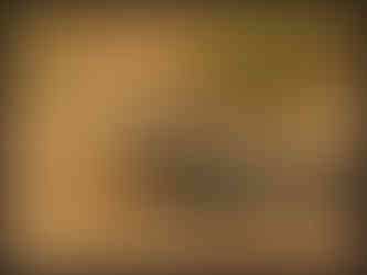 journeys & scorpions | travelblog | Sri Lanka | Wilpattu National Parc | Varanus sp.