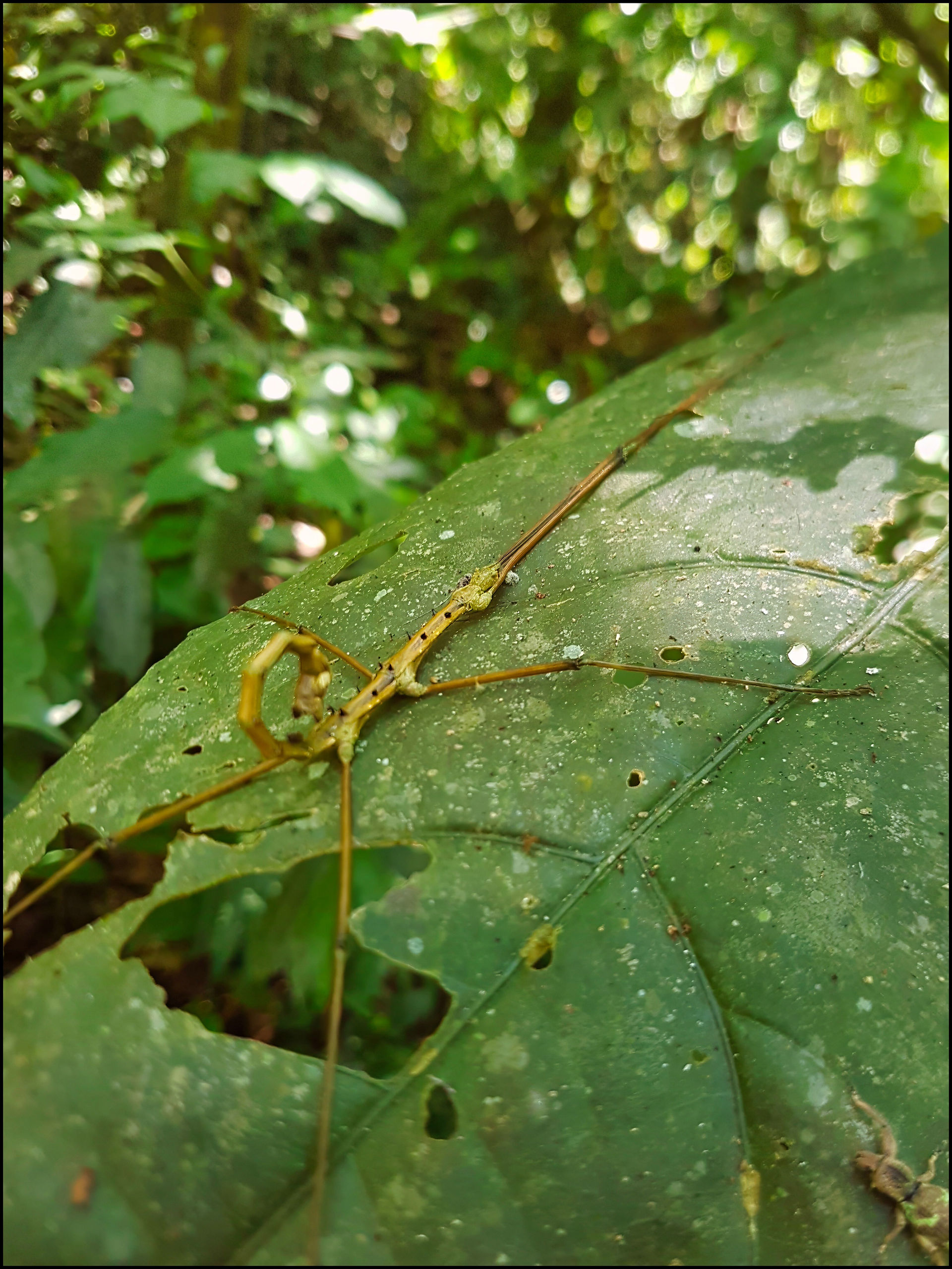 journeys and scorpions travelblog  | Vietnam-Cuc Phuong National Park, Stick Insect, Undetermined sp.