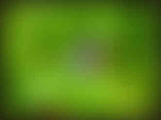 journeys & scorpions | travelblog | Sri Lanka | Boatride Chilaw | Gin oya River | Stachytarpheta sp. | Rattail