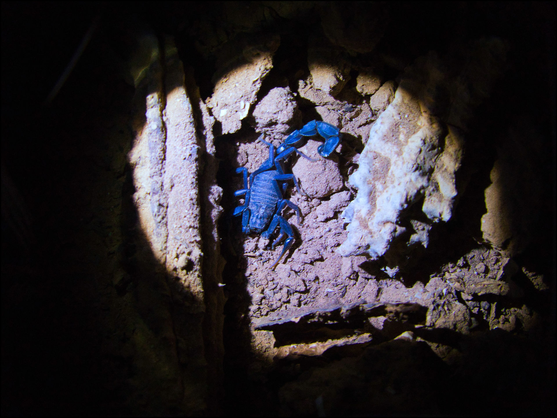 journeys & scorpions travelblog | Morocco El Ouatia | Scorpion Androctonus gonneti
