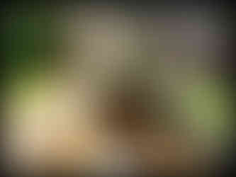 journeys & scorpions | travelblog | Sri Lanka | Sigiriya Rock | Pleasure Garden