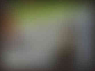 journeys & scorpions | travelblog | Sri Lanka | Botanical Garden | Macaca sp.