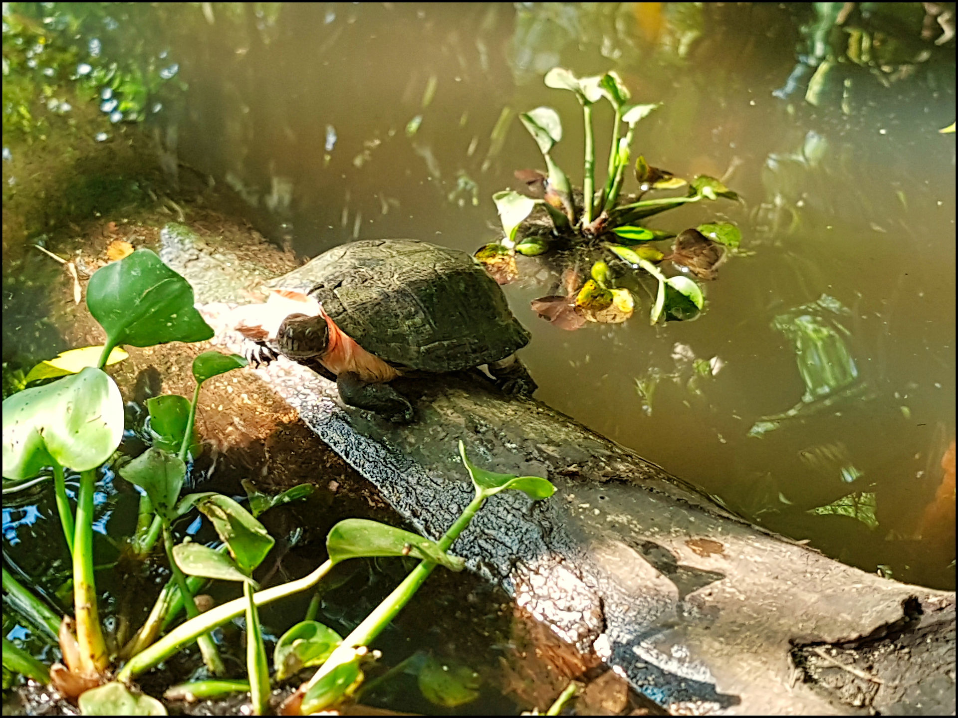 journeys and scorpions travelblog  | Vietnam-Cuc Phuong National Park, Turtle Conservation Center, Vietnamese Pond Turtle, Mauremys annamensis