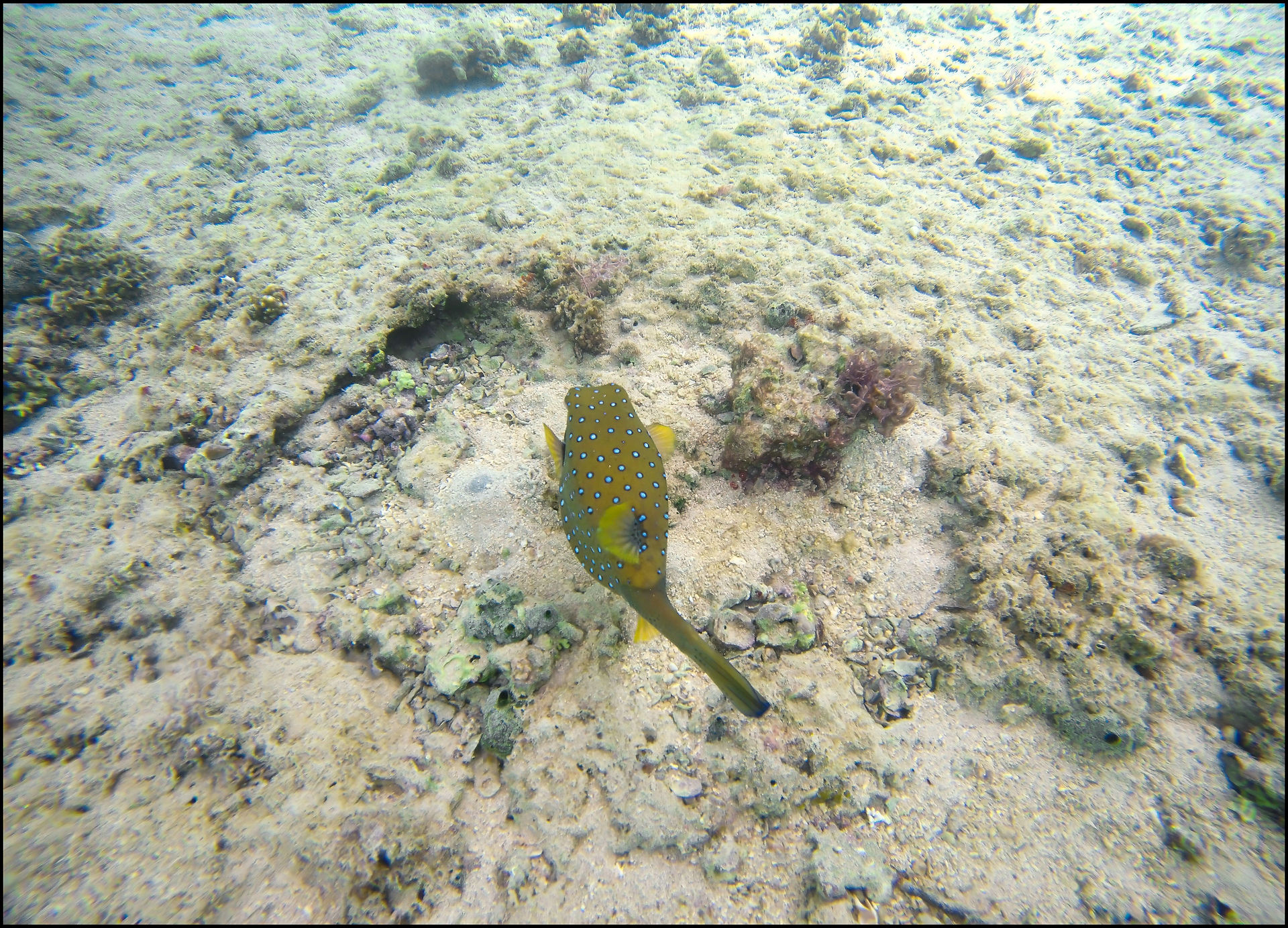 journeys and scorpions travelblog | Egypt, Makadi-Bay | Yellow Boxfish, Ostracion cubicum