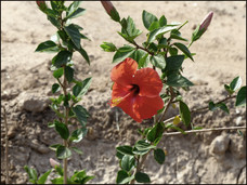 journeys & scorpions | travelblog | Morocco Marrakesh Medina | Jemaa el Fna | Hibiscus