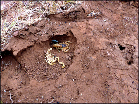 journeys & scorpions | travelblog | Morocco Douar Egmire | Route N9 | Scorpion | Buthus sp.