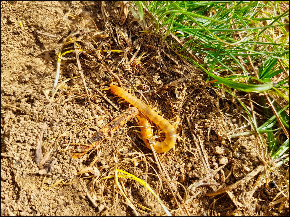journeys and scorpions travelblog | Jordan, Dana, Sheq Al Reesh Trail | Centipede, Scolopendra canidens