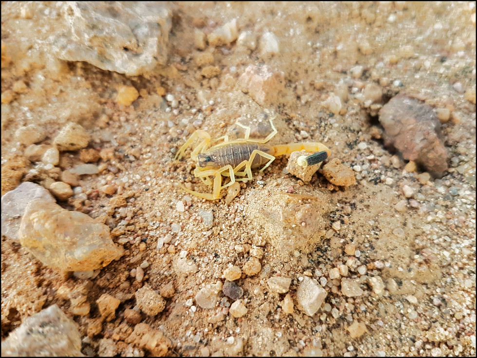 journeys and scorpions travelblog | Egypt, Makadi Bay | Scorpion, Leiurus sp.