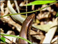 journeys & scorpions | travelblog | Thailand-Phuket | Bangpae Waterfall | Eutropis sp. | Skink