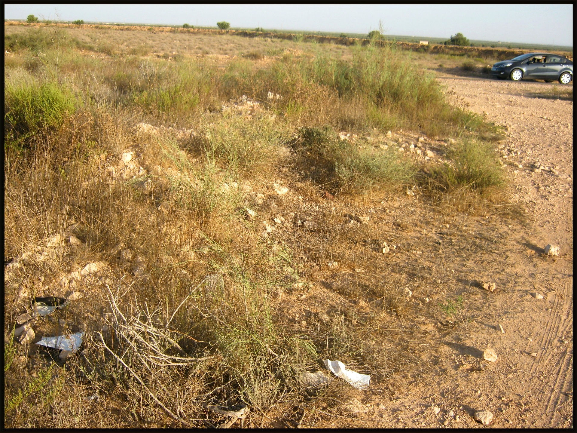 journeys & scorpions | travelblog | Tunisia | Searching for scorpions | Habitat Buthus sp.